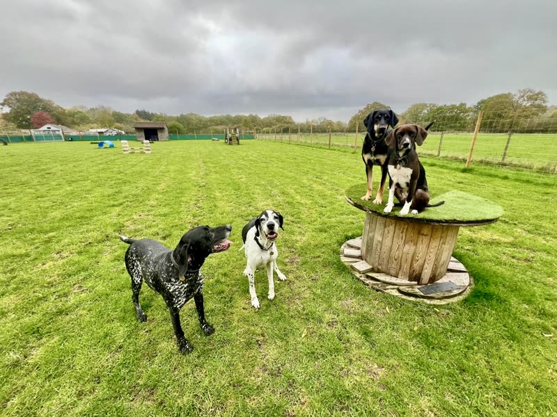 Three dogs playing on the large grass exercise field at Oak Ride, with fences and farm buildings in the distance