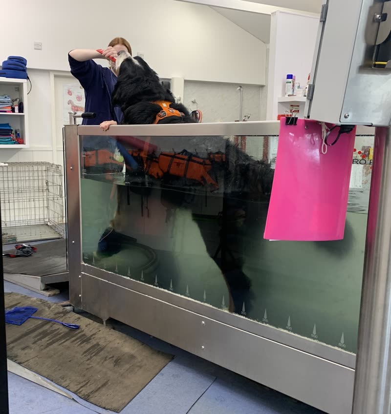 A dog in the glass-sided hydrotherapy treadmill tank inside the treatment room
