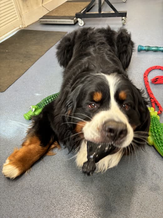 Bernese Mountain Dog lying on a rubber floor indoors beside a green crocodile toy, looking at the camera