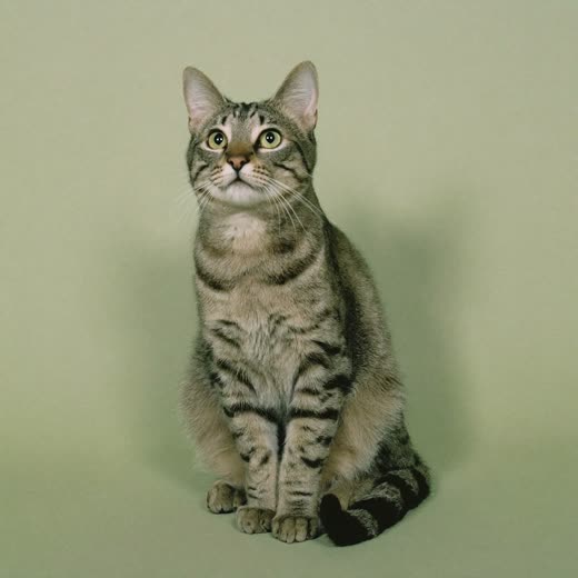 A tabby cat sitting calmly against a plain pastel backdrop